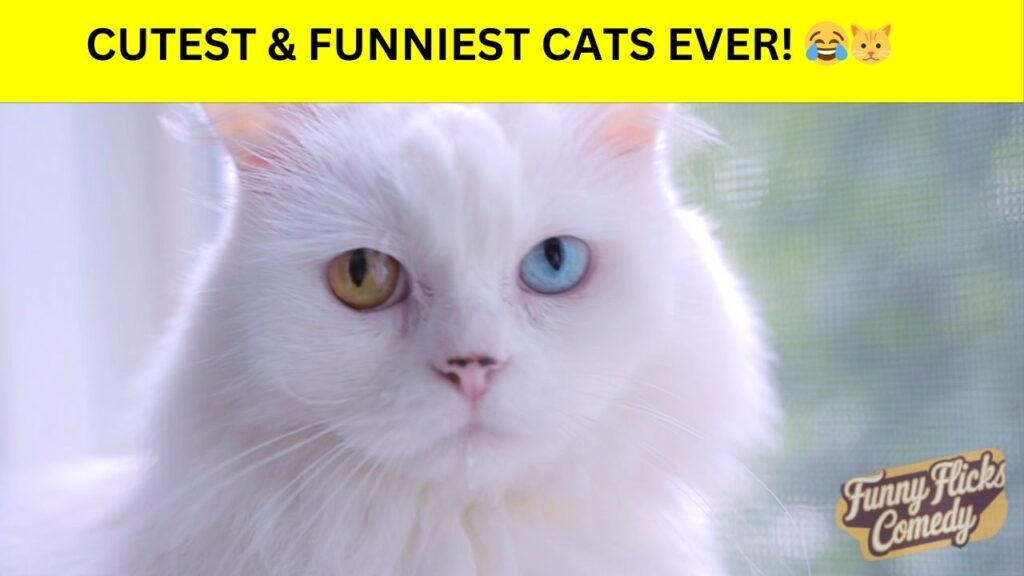 Cutest and Funniest Cats Ever