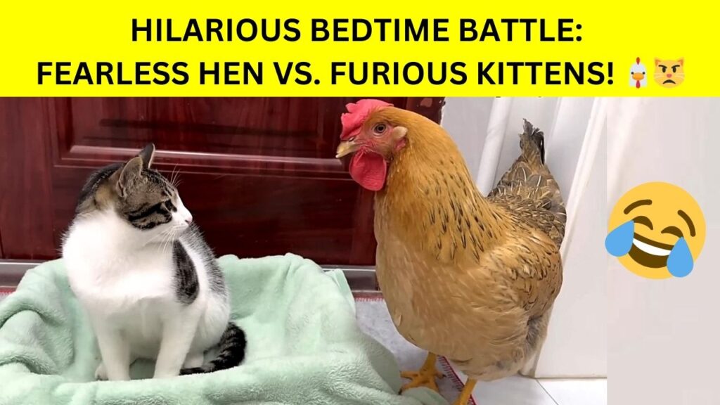 Fearless Hen and Furious Kittens