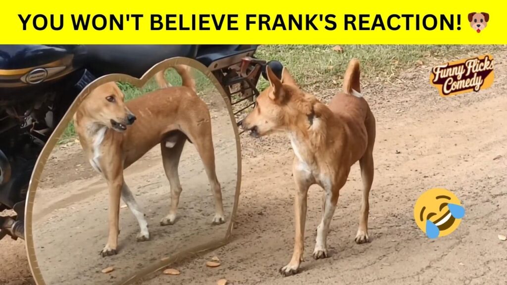You Won't Believe Franks Reactions